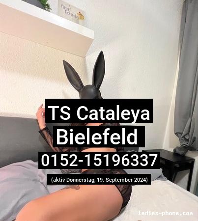 Ts cataleya aus Bielefeld